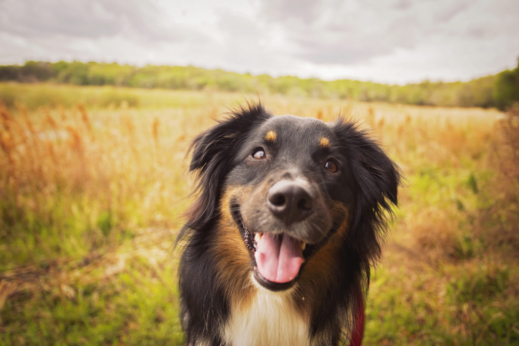 Australian Shepherd looking directly into camera with mouth open with an overgrown field behind her
