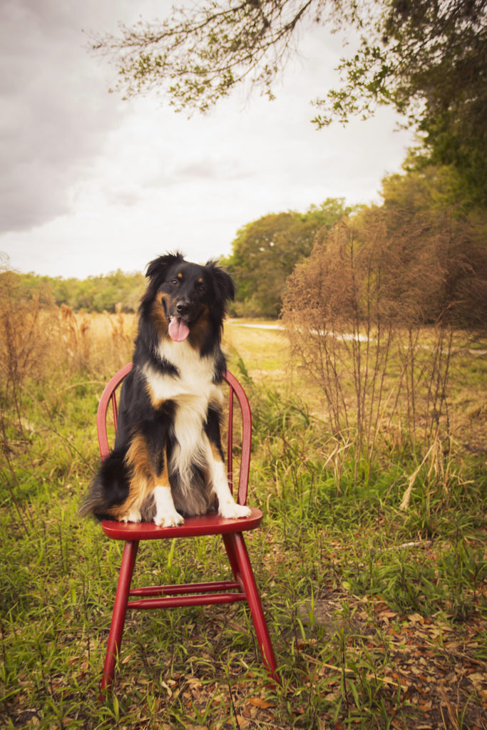 Australian Shepherd sitting on a red chair looking directly into camera with mouth open and head tilted with an overgrown field behind her