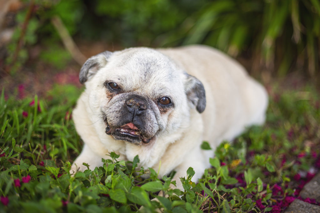 Pug laying in grass with pink flower petals