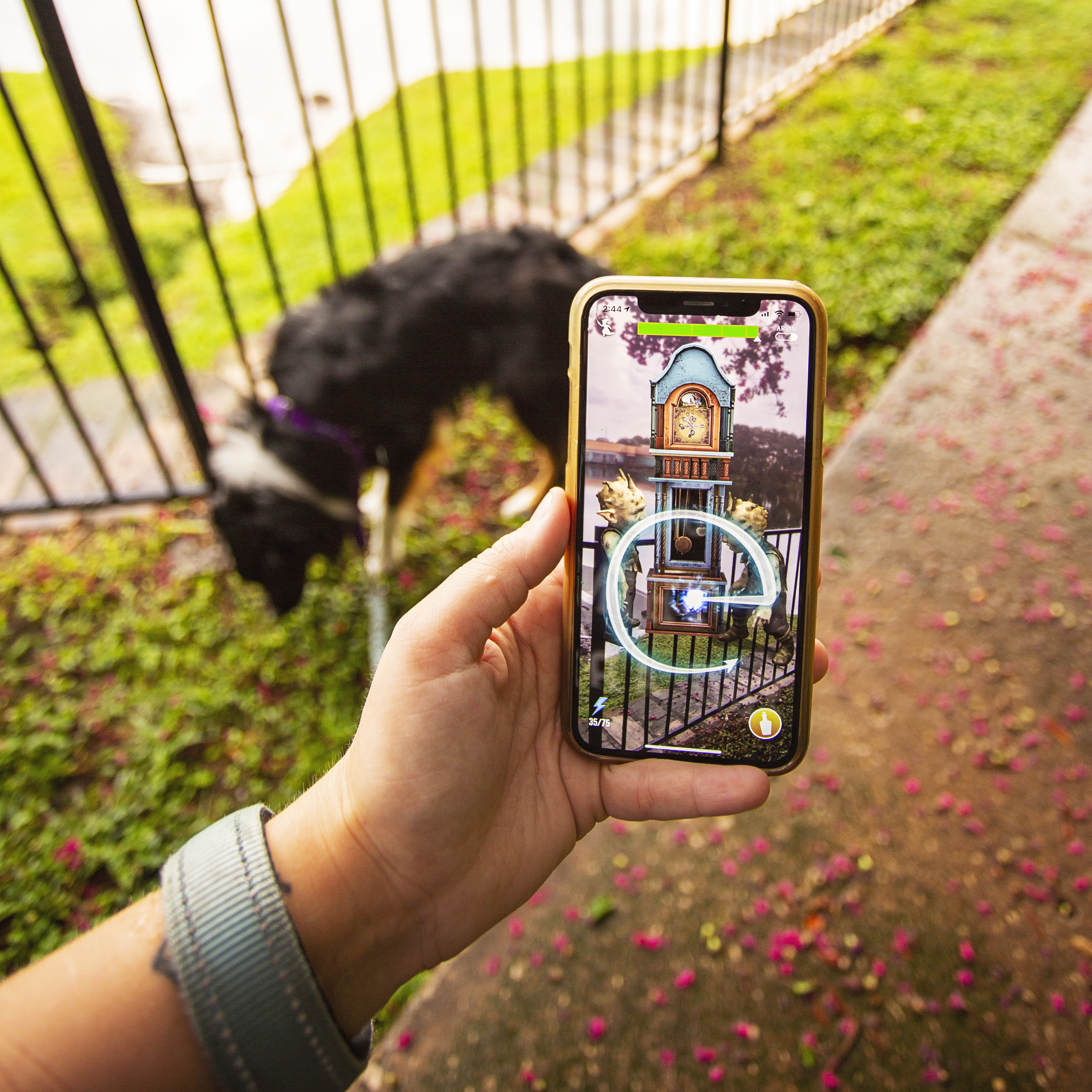 Playing Wizards Unite while walking Australian Shepherd Dog