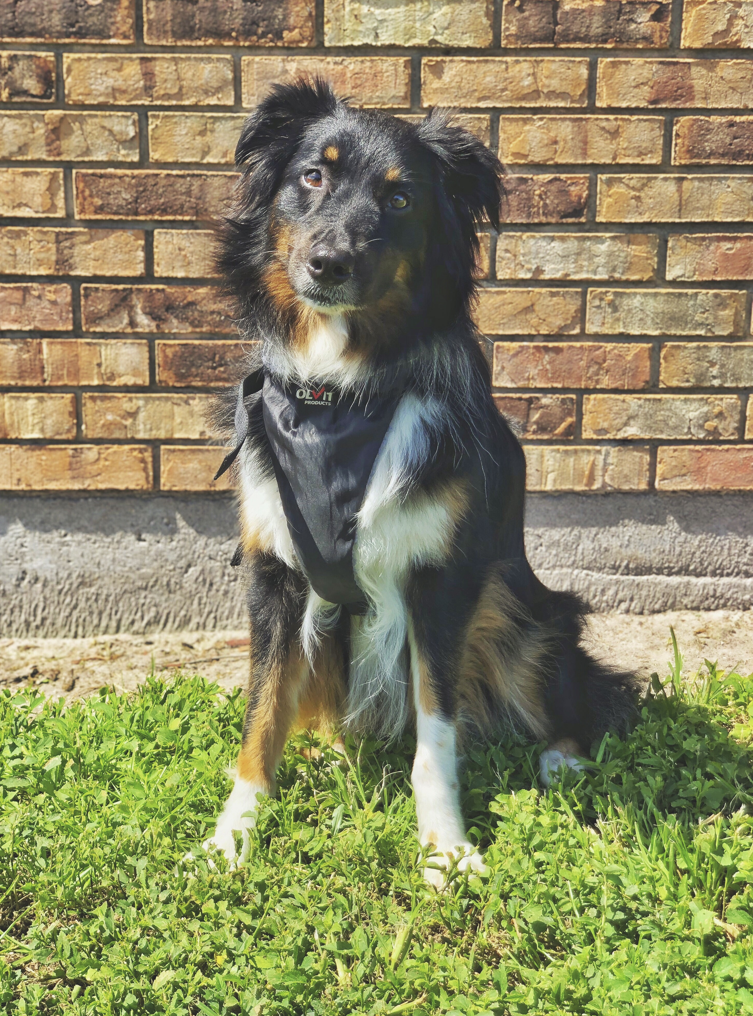 Australian Shepherd sitting in front of a brick wall wearing a harness and looking directly at the camera