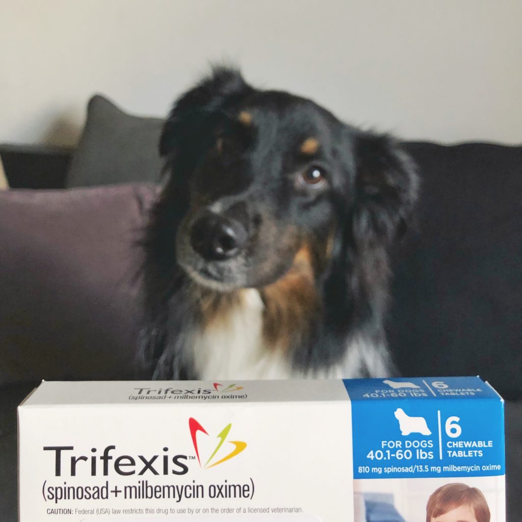 Australian Shepherd Dog posing behind a box of trifexis