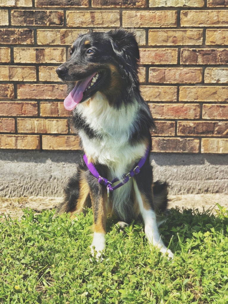 Australian Shepherd sitting in front of a brick wall wearing a harness and looking off to the left of the frame
