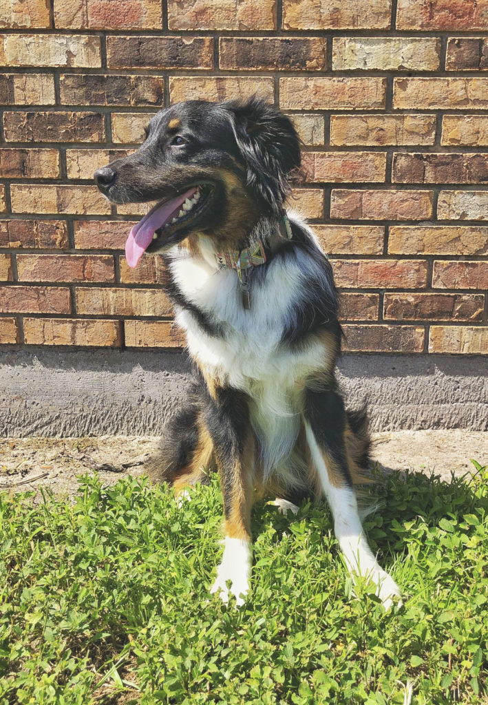 Australian Shepherd sitting in front of a brick wall wearing a collar and looking off to the left of the frame