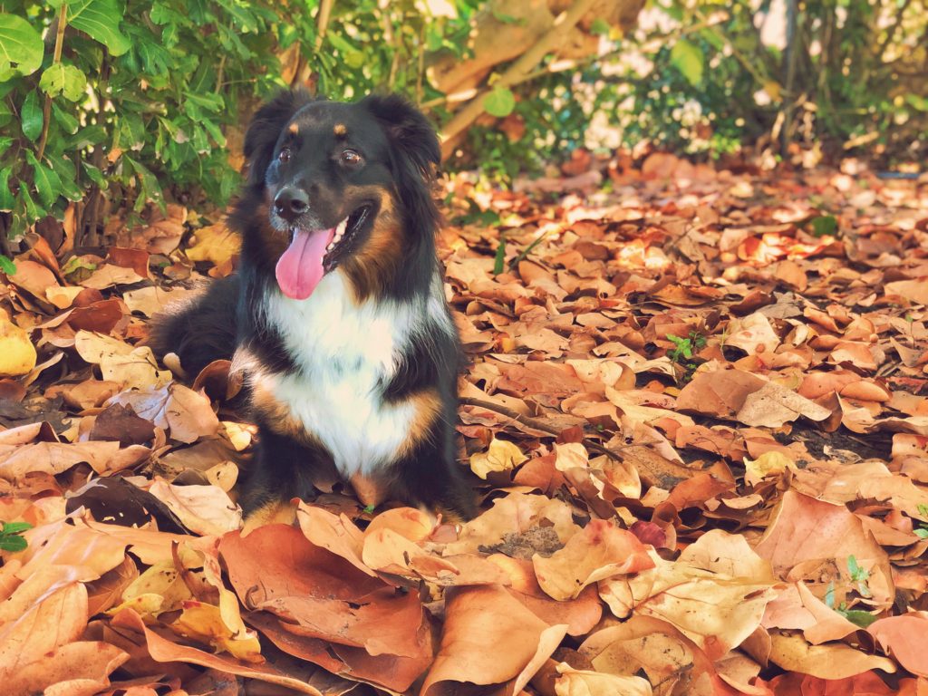 Australian shepherd lays in pile of leaves with tongue out