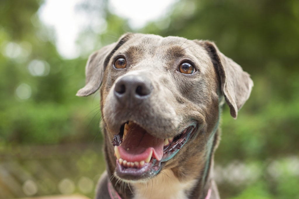 Grey floppy eared dog with smiling face looks towards camera