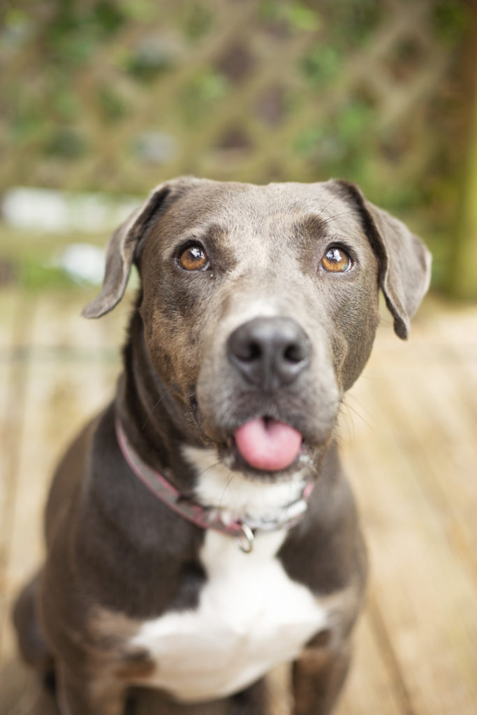 grey floppy eared dog sticks out tongue while looking at the camera