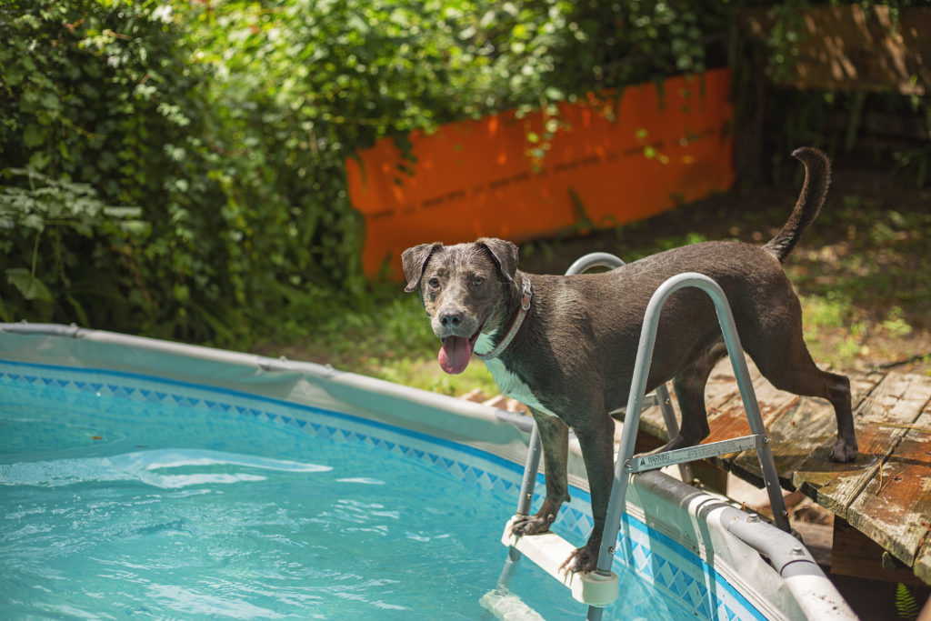 dog stands at the edge of an above ground pool preparing to jump in