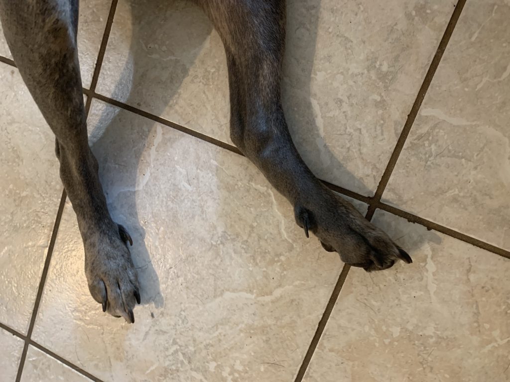 Dog paws with dewclaws
