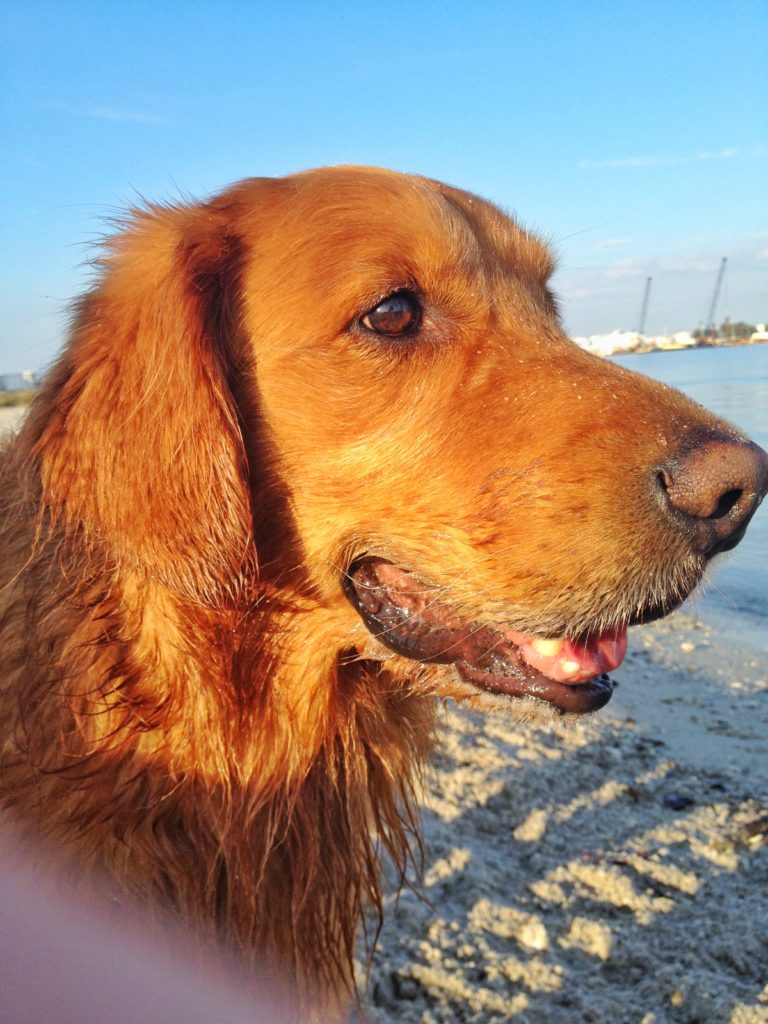 Golden Retriever at the beach staring to the right of the frame