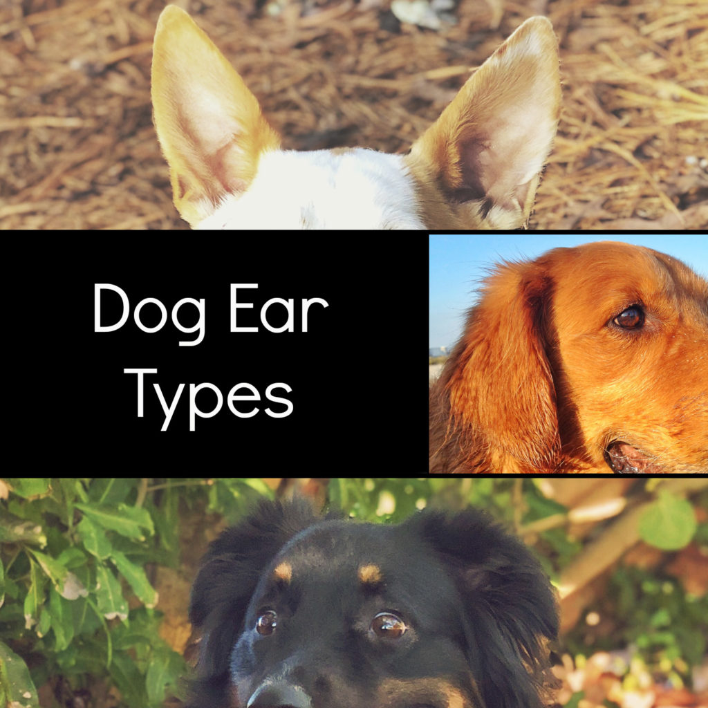 dog ear types in one photo