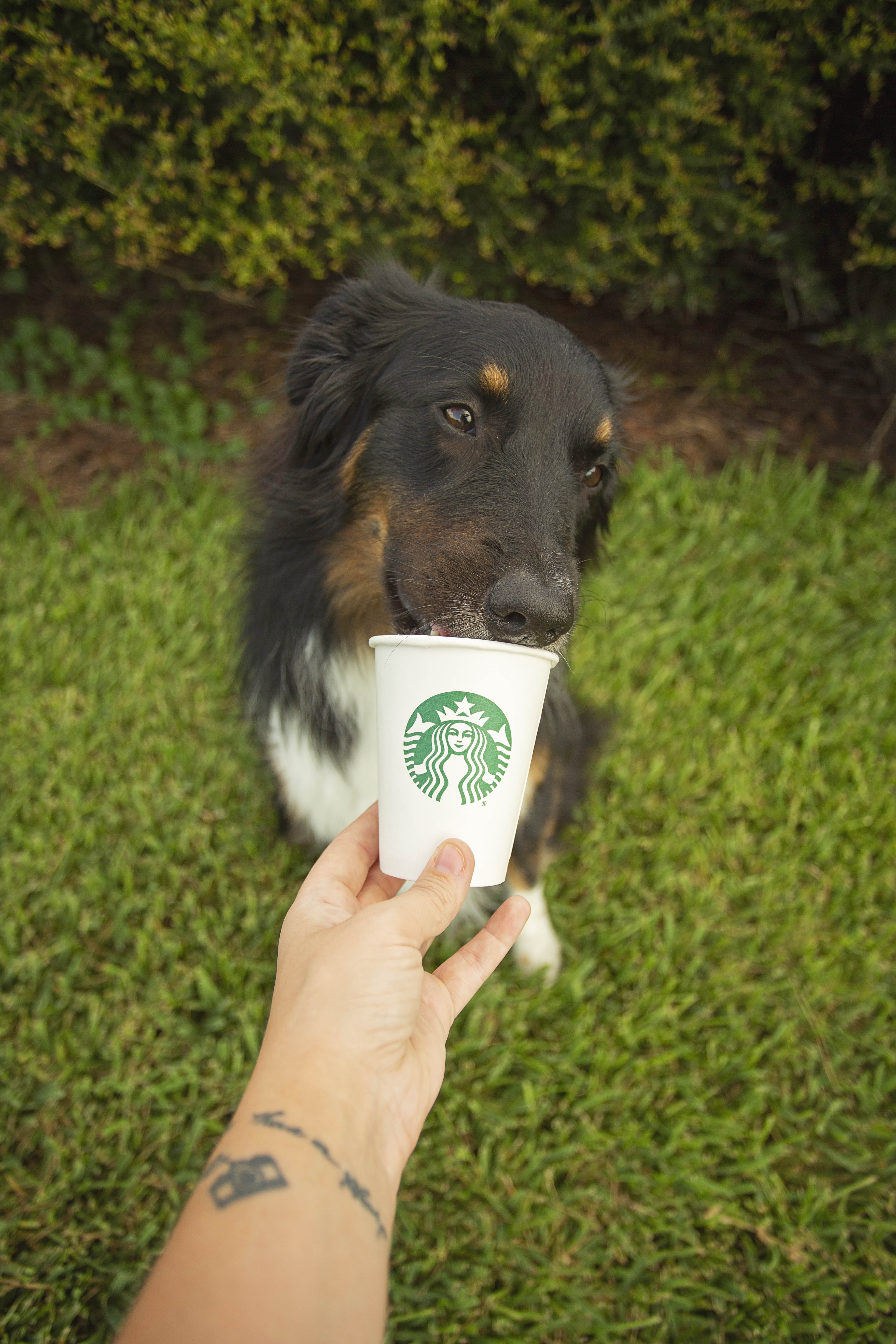 Australian Shepherd has her first puppuccino from starbucks