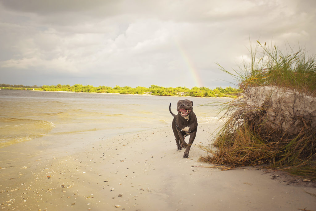 pitbull runs down the beach with a rainbow in the background