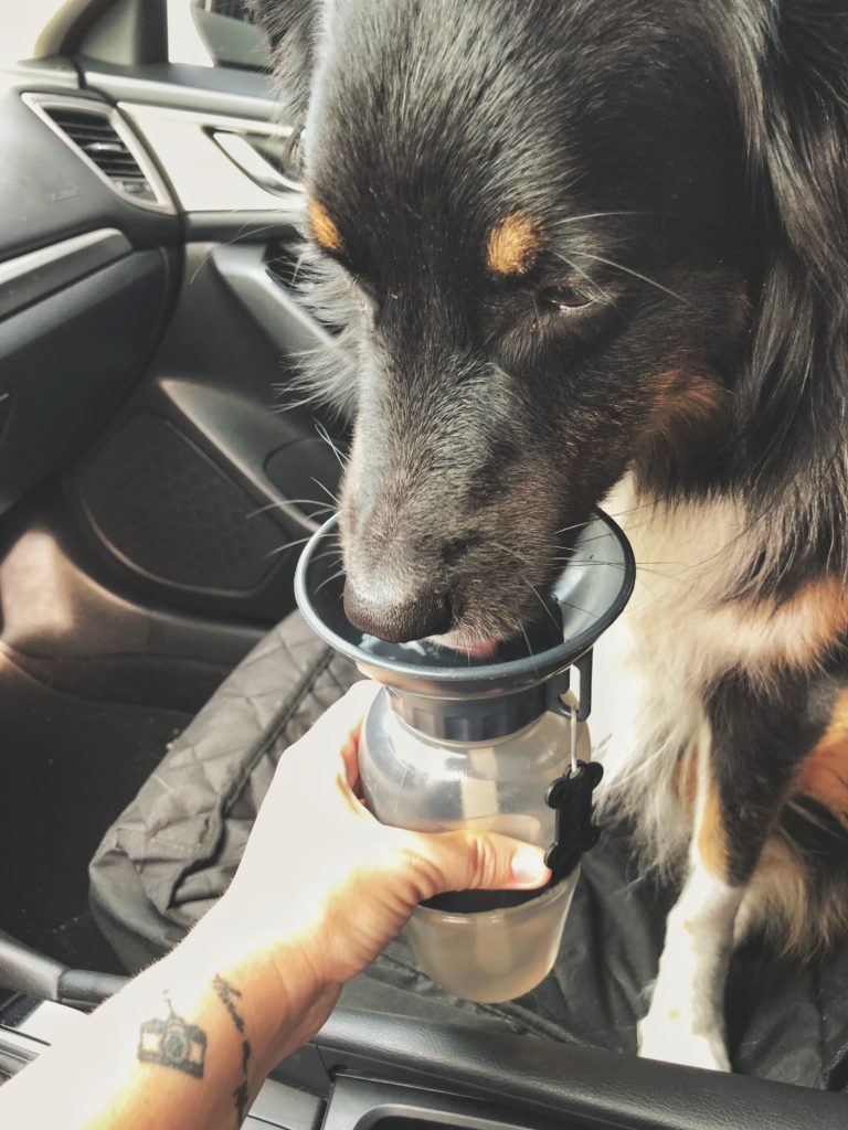 Dog drinks out of a dog auto mug