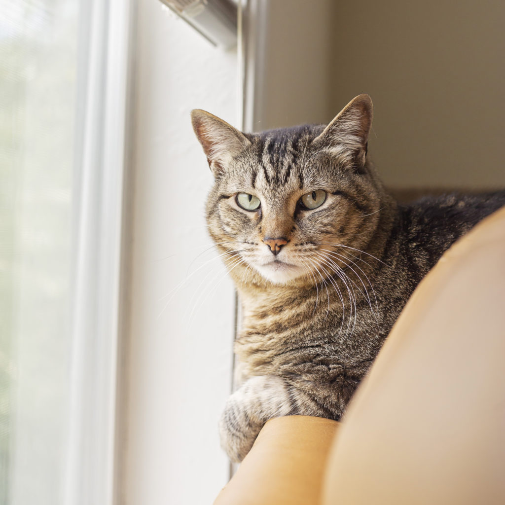 cat sits on couch edge next to a window and stares at the camera