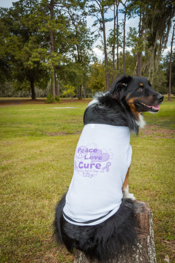dog wearing a pray for a cure to cancer shirt looks over her shoulder at the camera