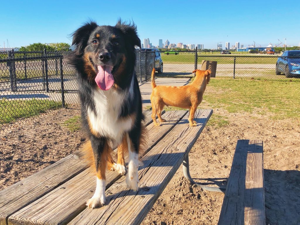 two dogs stand on picnic table at dog park