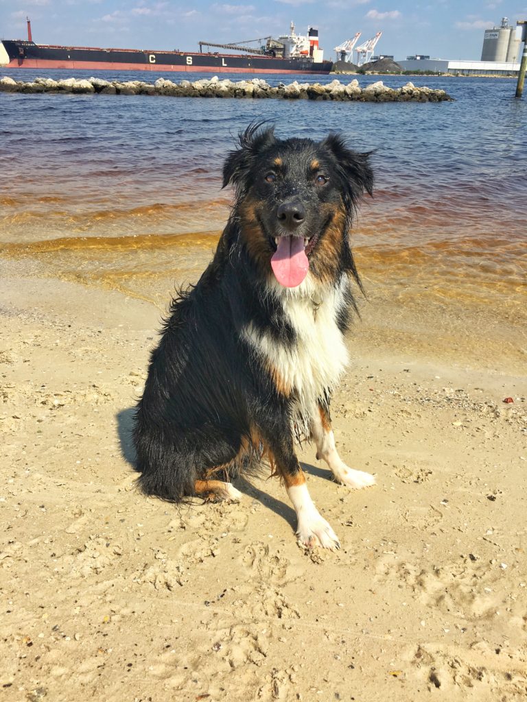 Wet dog sits and poses for a photo on a beach
