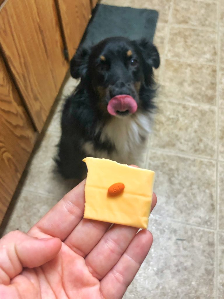 dog licks nose with cheese in foreground with pill on it