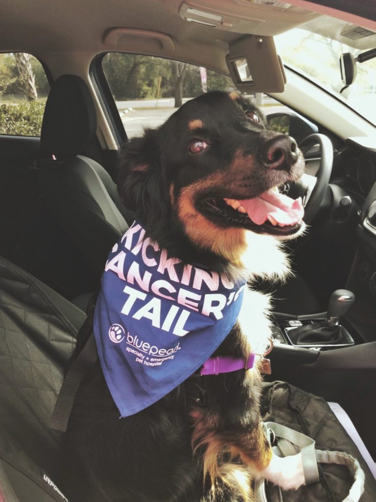 Dog wearing bandana that says kicking cancers tail