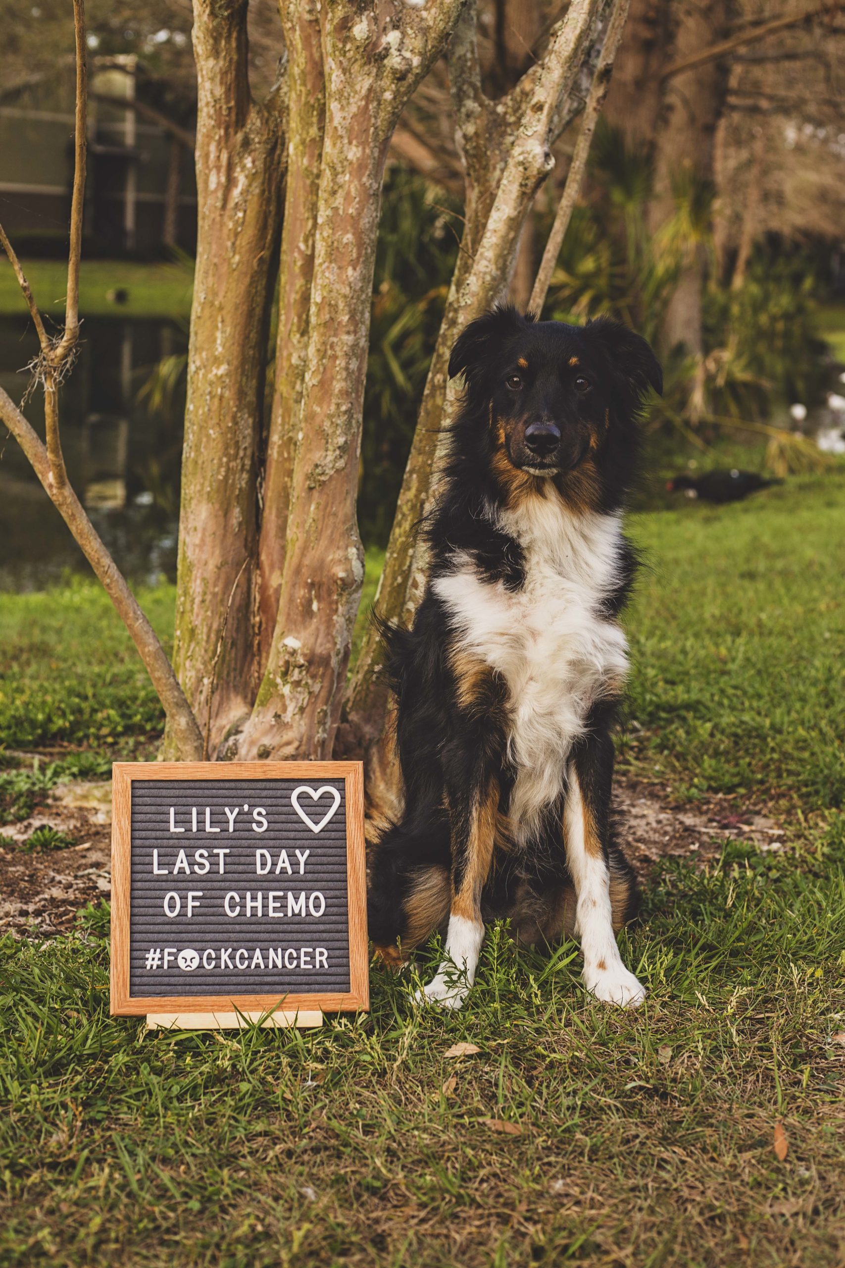 Australian Shepherd sits next to felt letter board that says lilys last day of chemo