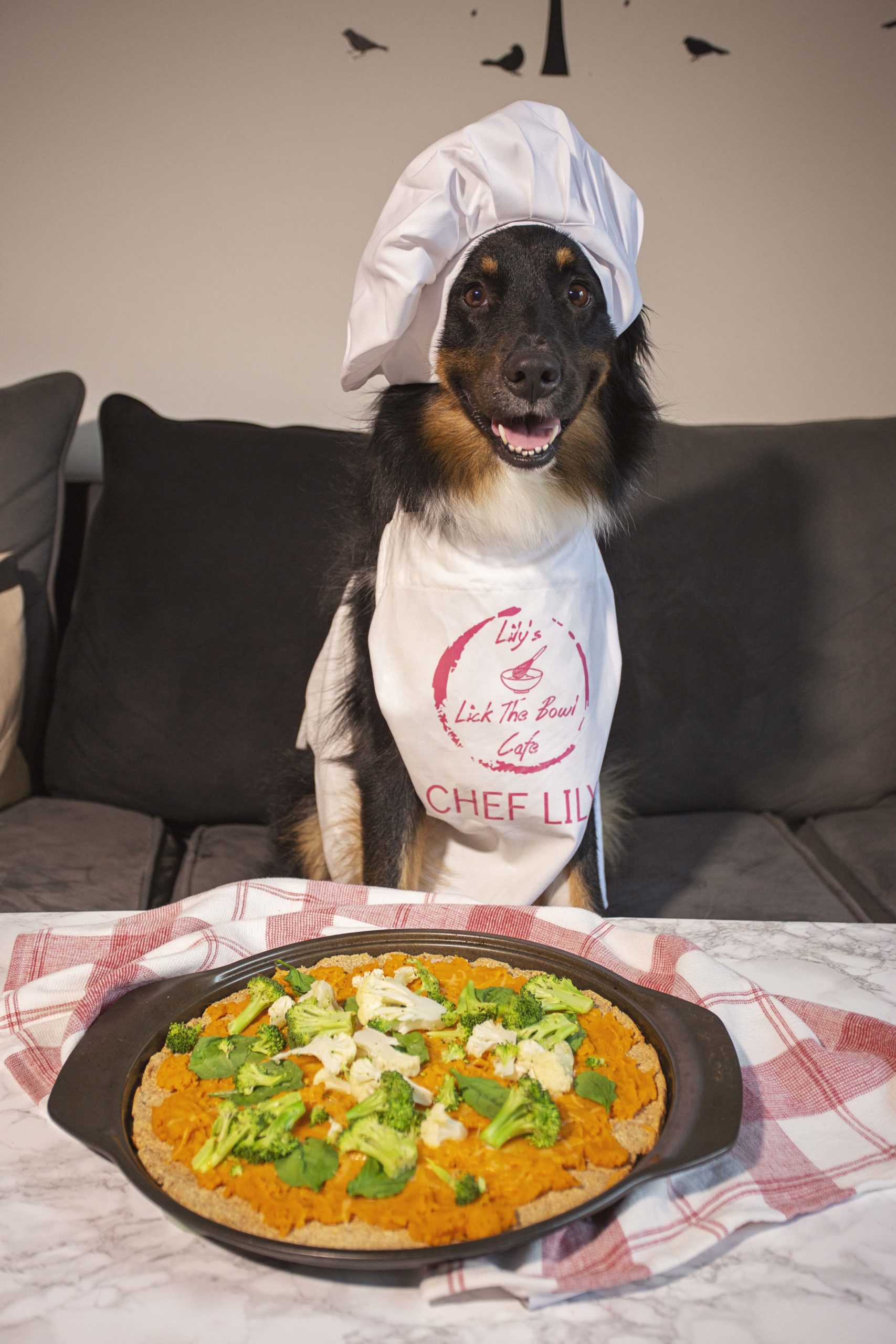 Australian shepherd wearing an apron and chef hat in front of a pizza