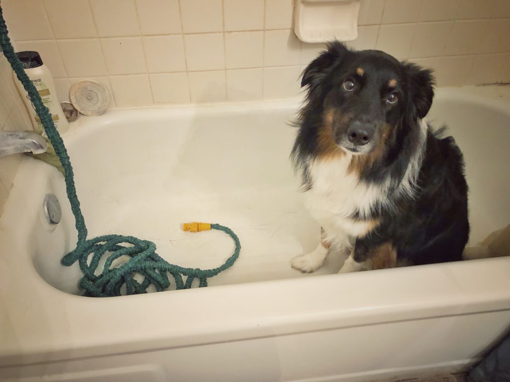 Dog stands in tub before bath