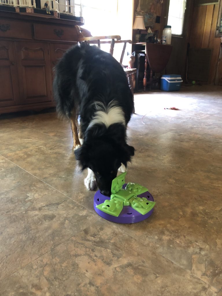 dog plays with treat puzzle toy on ground