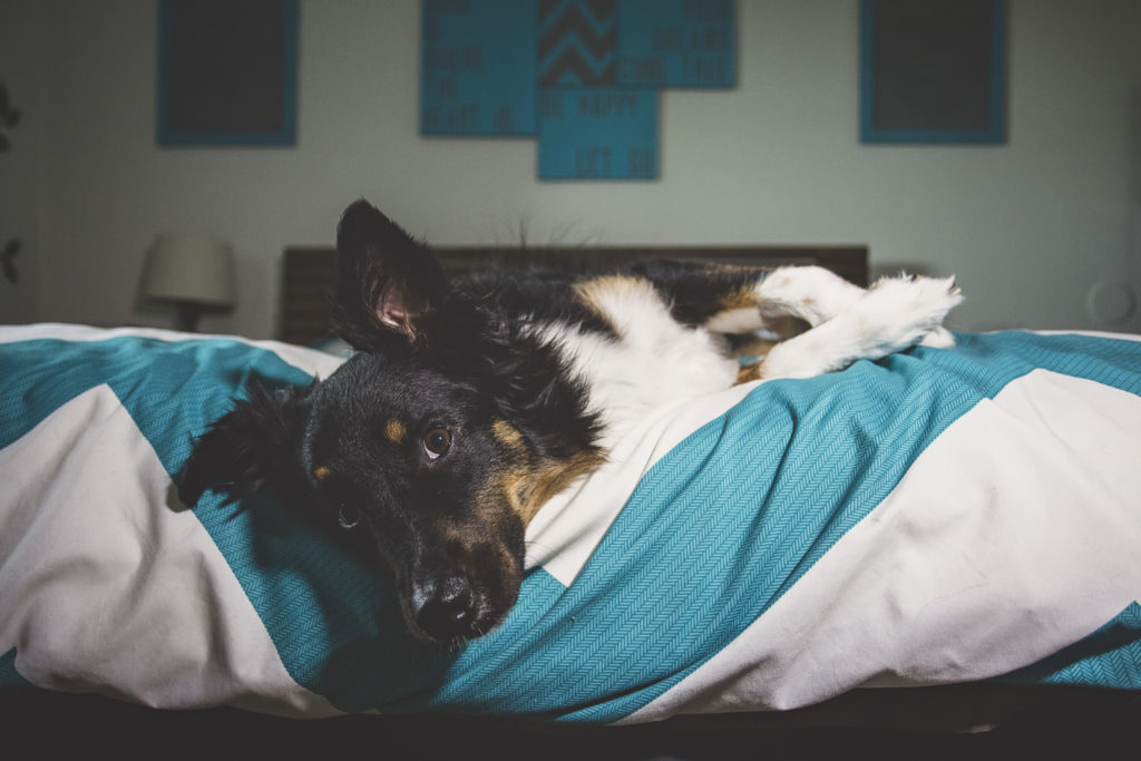 Do lays on back on a bed sleeping dog jessica shaw photography