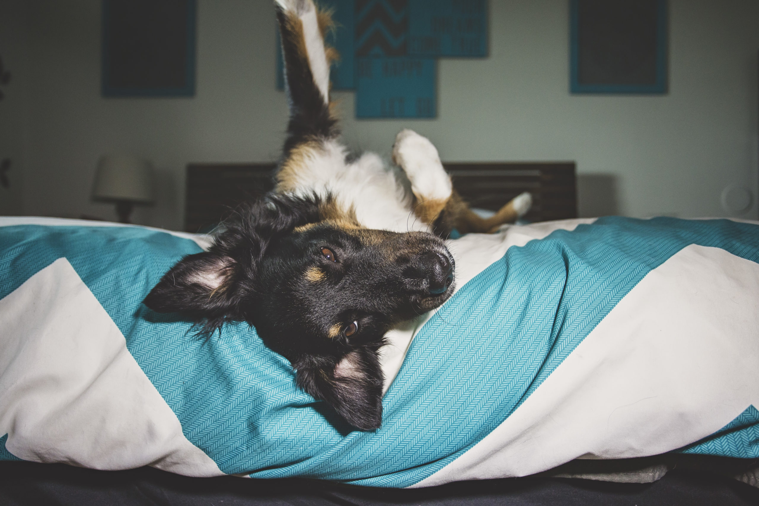 Do lays on back on a bed sleeping dog jessica shaw photography