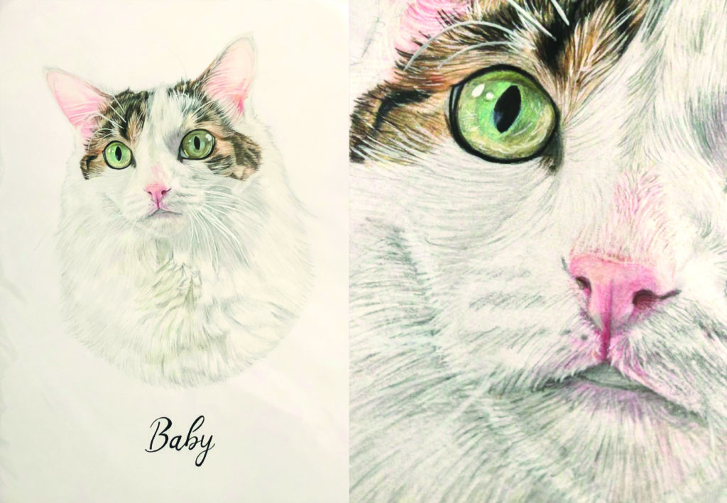 cat drawing jessica shaw photography