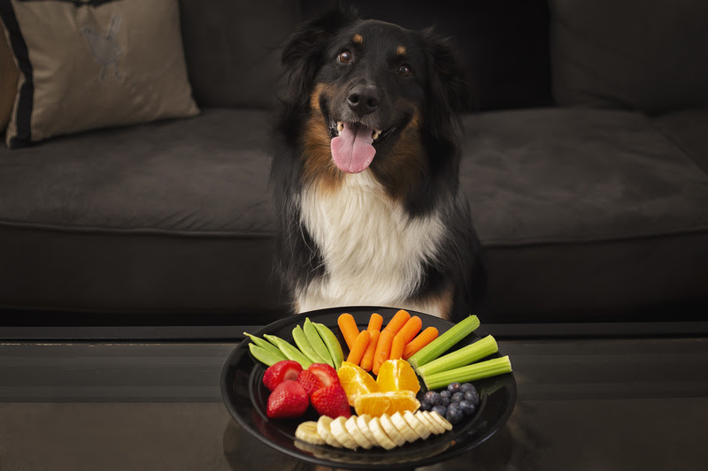 Dog sits in front of safe snacks jessica shawphotography