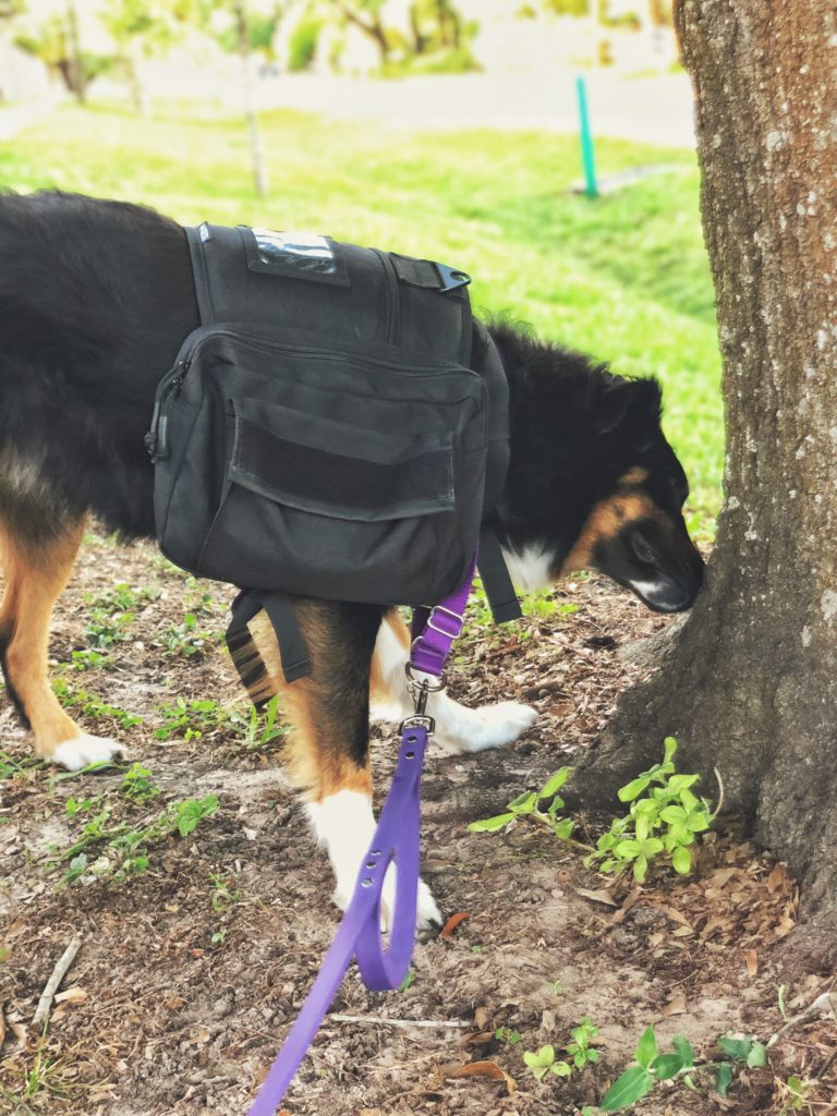 australian shepherd on a scent walk sniffs a tree with her backpack on jessica shaw photography