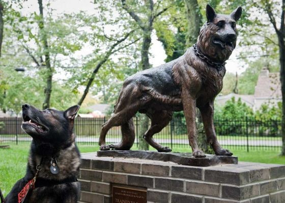 Apollo the german shepherd stands next to a statue made to signify his work on september eleventh 2001 jessica shaw photography