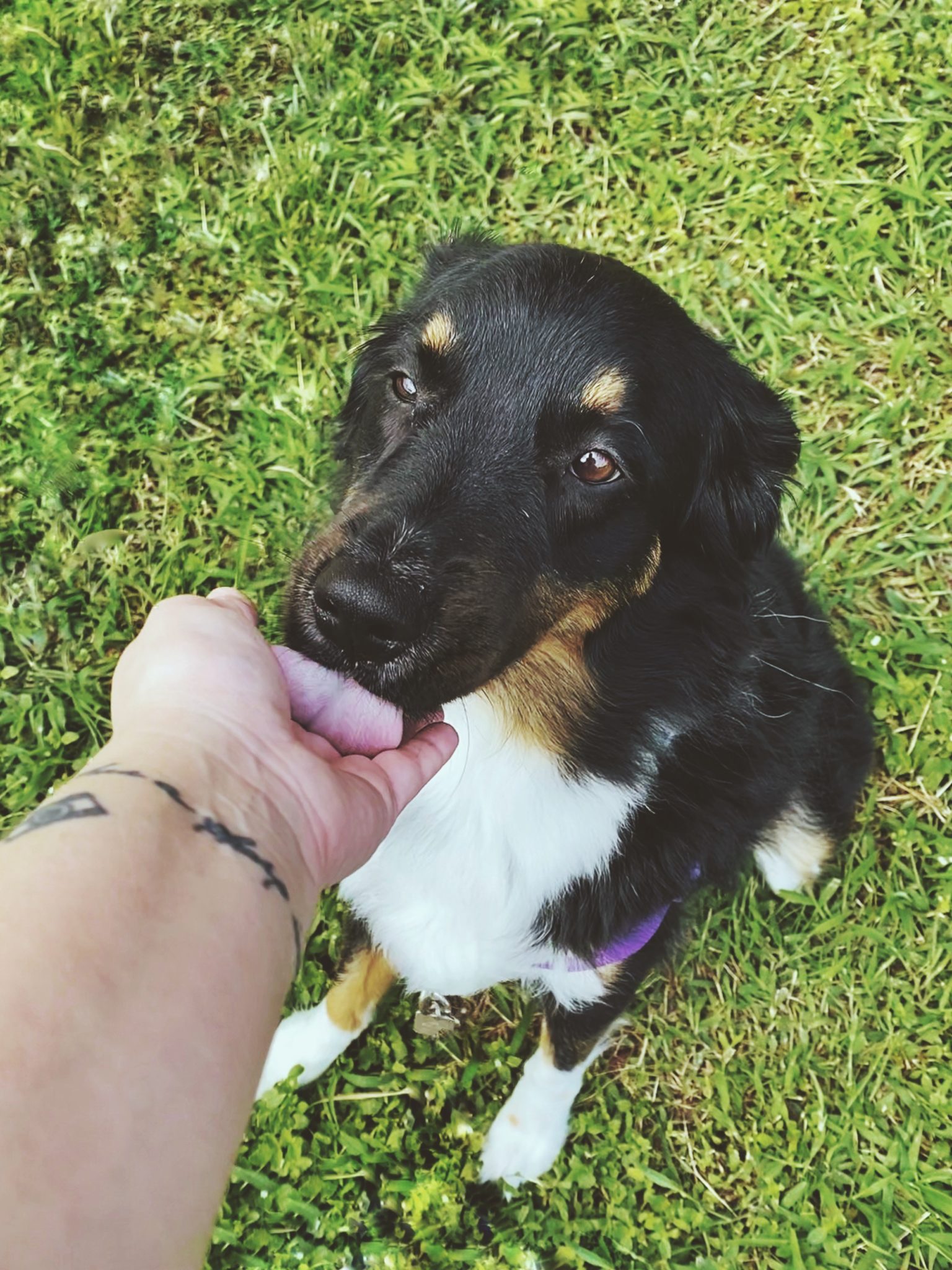 Why Does My Dog Lick Me?