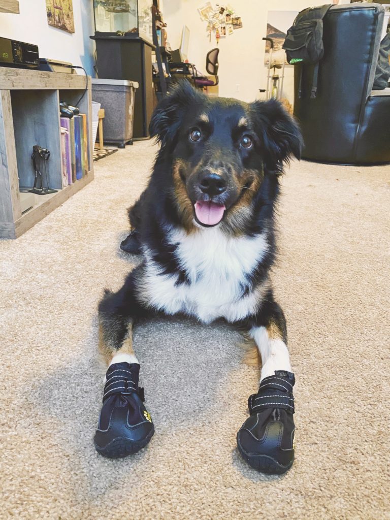 Dog in dog booties laying on ground