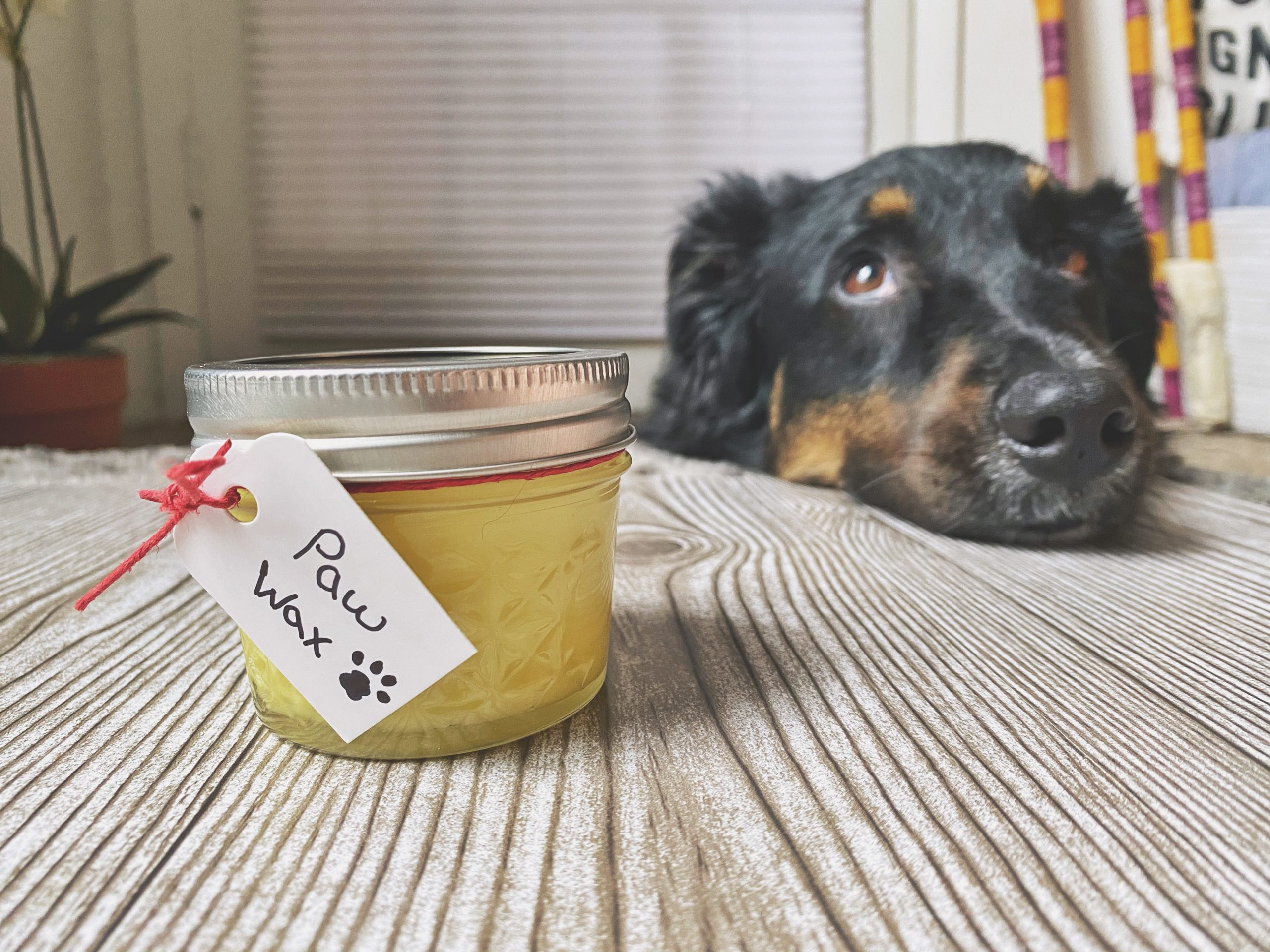 DIY dog paw wax with dog in background jessica shaw photography