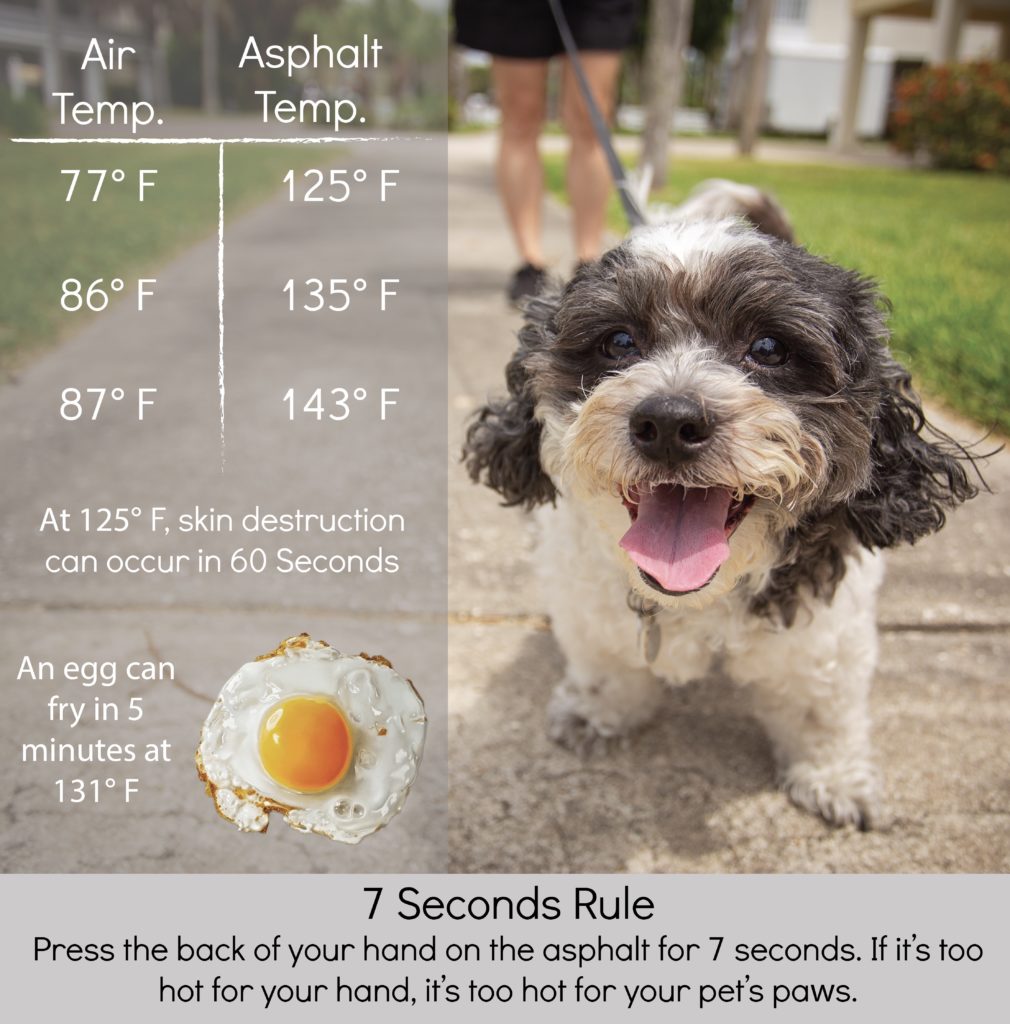 dangerous Asphalt temperature levels for dogs paws jessica shaw photography