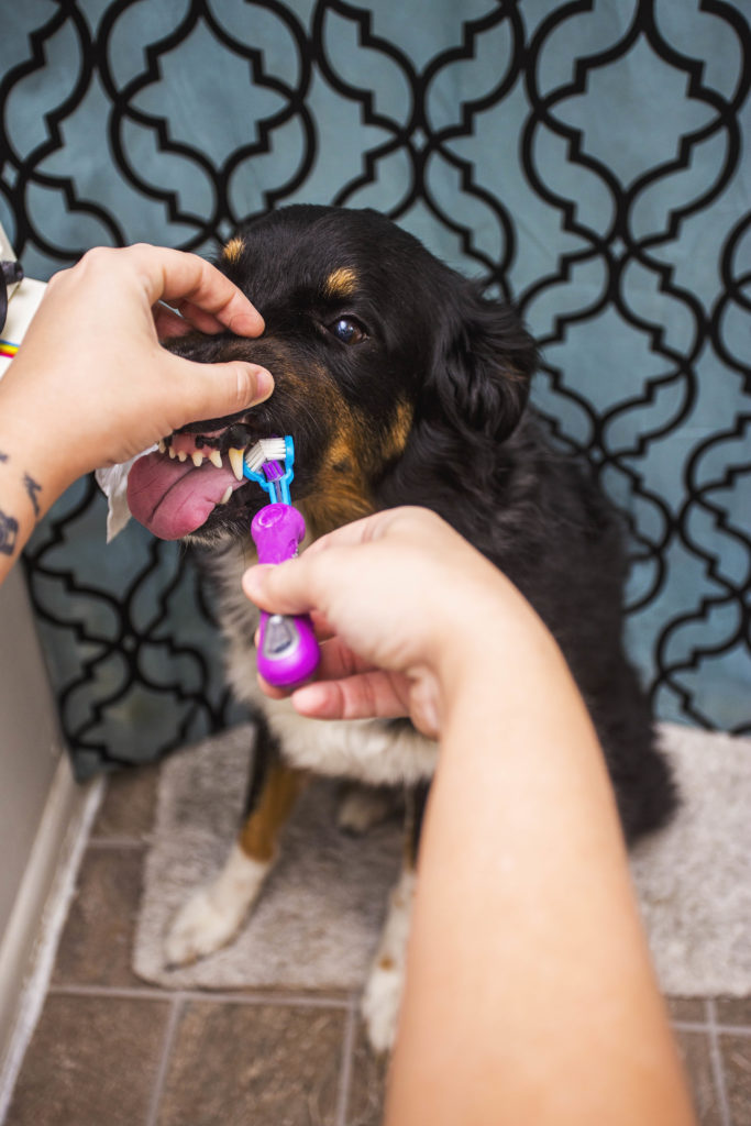 Dog gets teeth brushed jessica shaw Photography