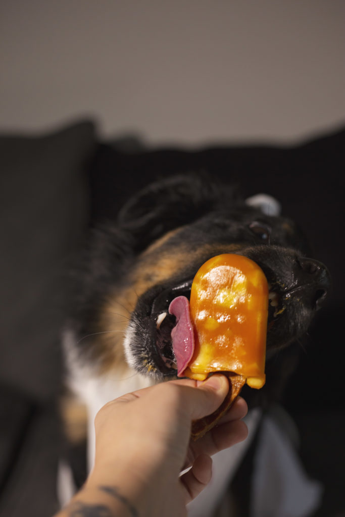Dog eating pupscicle from humans hand jessica shaw photography