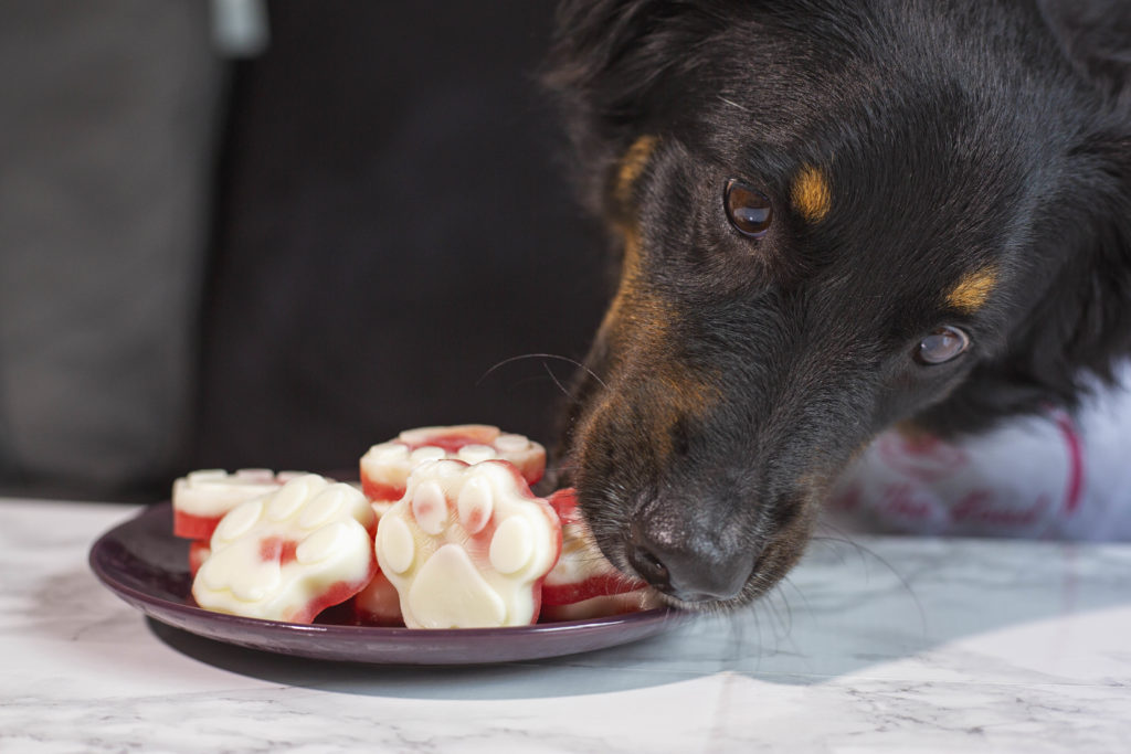 Australian shepherd licks her nose sitting behind a plate of frozen watermelon and greek yogurt pawsicles treats jessica shaw photography