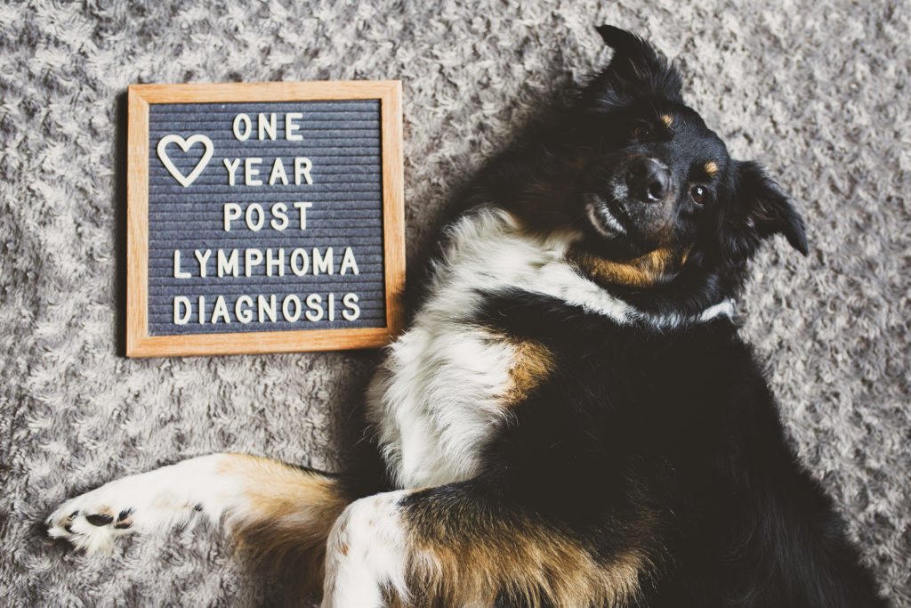 australian shepher poses with a sign that says one year post lymphoma diagnosis jessica shaw photography