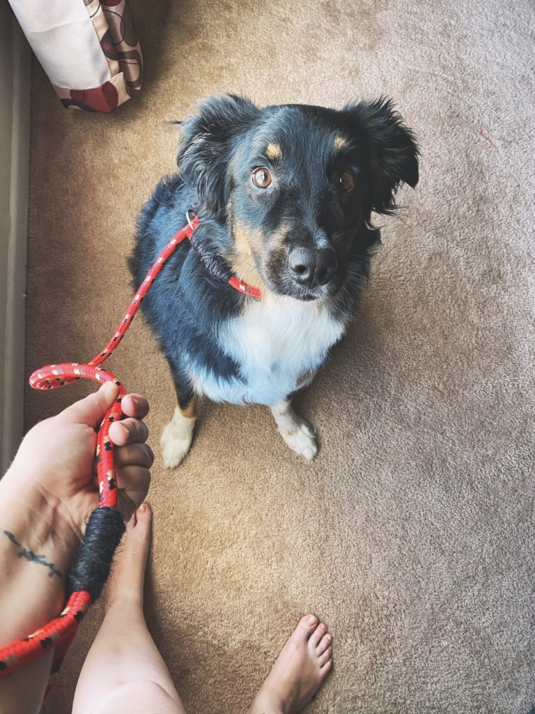 DIY Slip Leash jessica shaw photography dog posing in slip leash