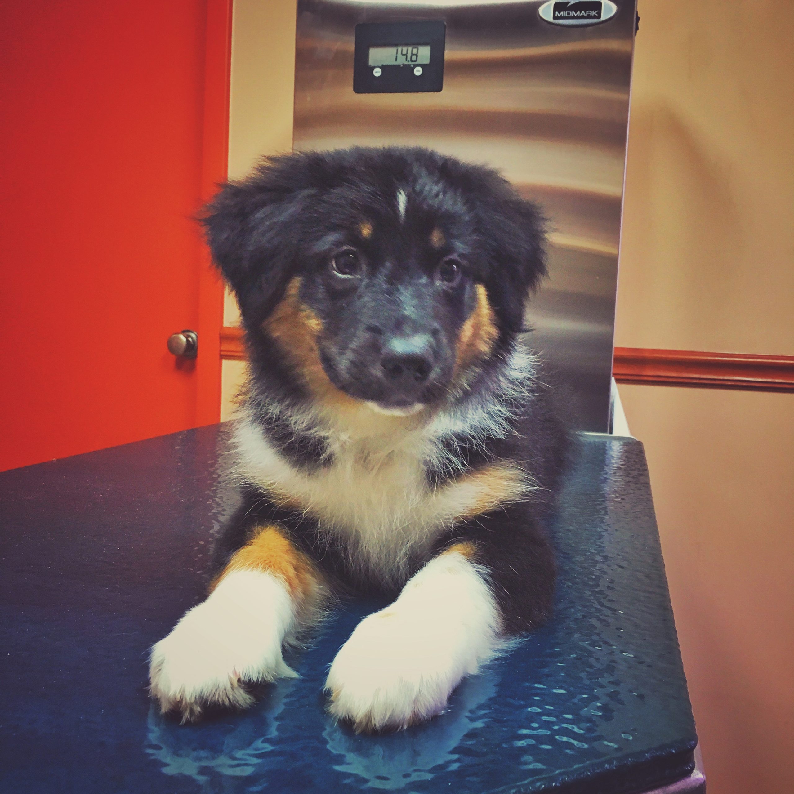 Australian shepherd lays down on scale at the vet to get weighed jessica shaw photography