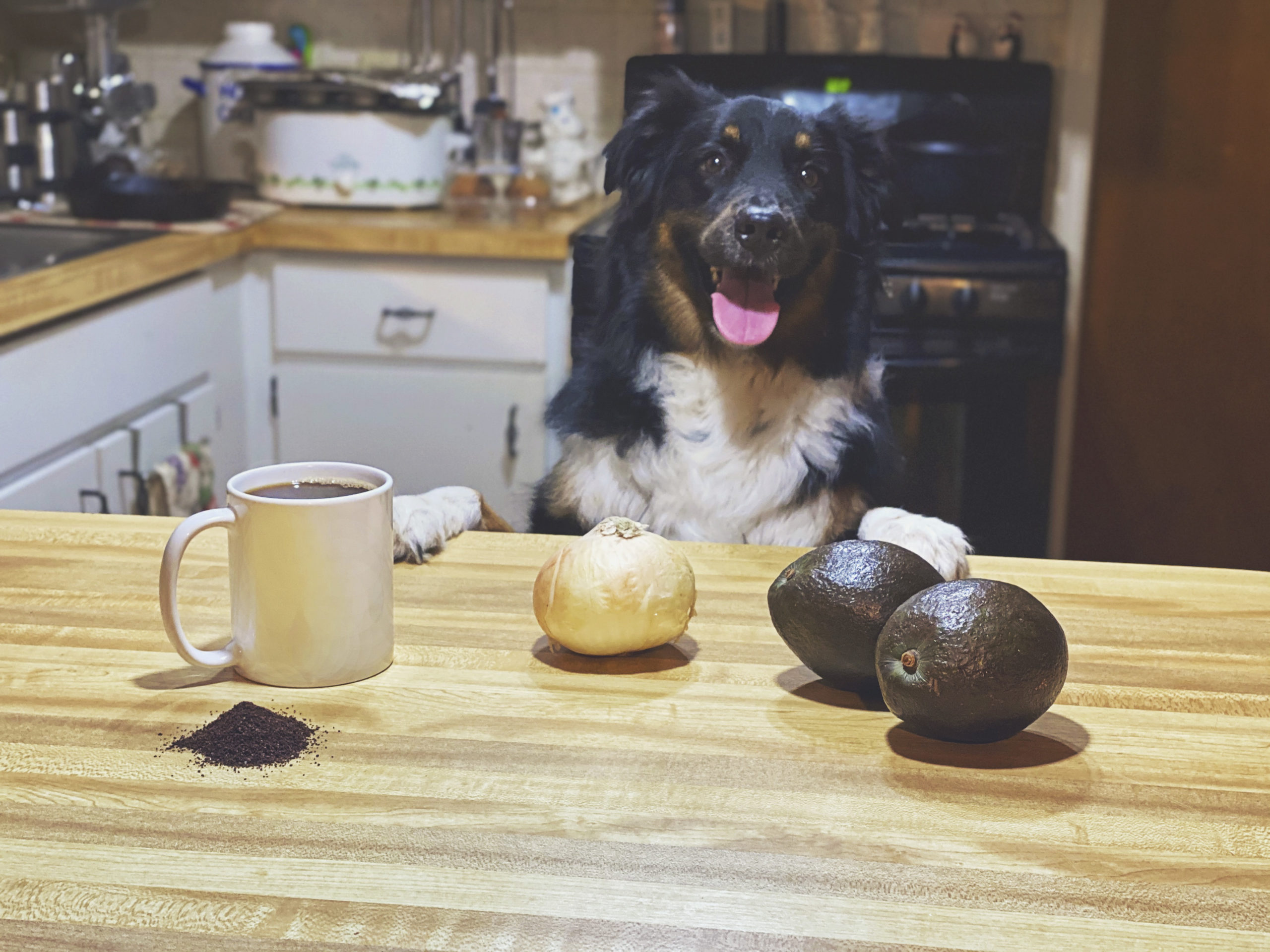 Australian Shepherd has paws on counter behind an array of bad treats for dogs jessica shaw photography