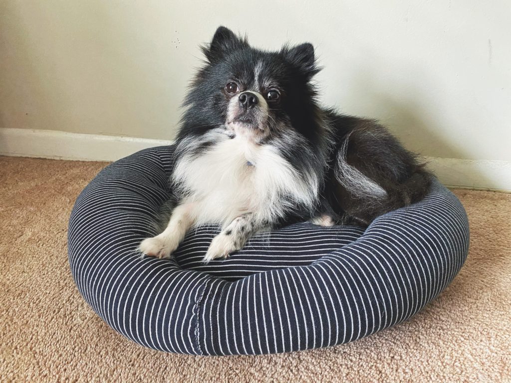 Black and white pomeranian sits in a homemade diy sweater dog bed jessica shaw photography