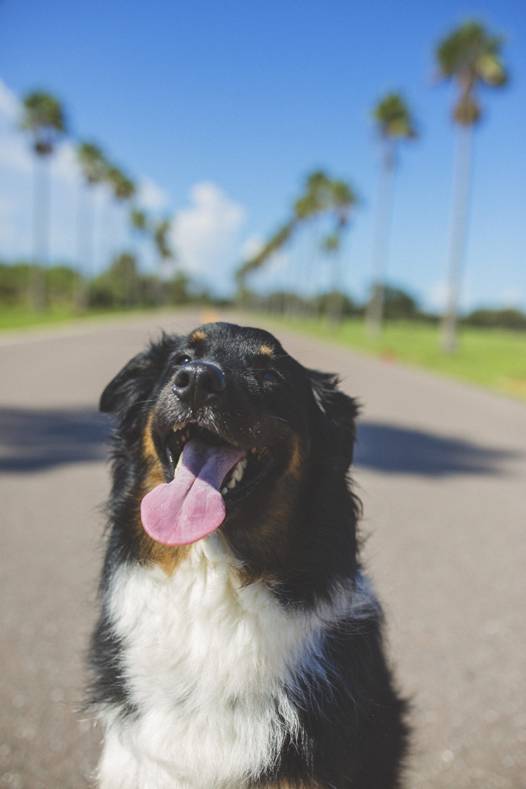 Australian Shepherd smiles with palm trees in background fort desoto florida jessica shaw photography