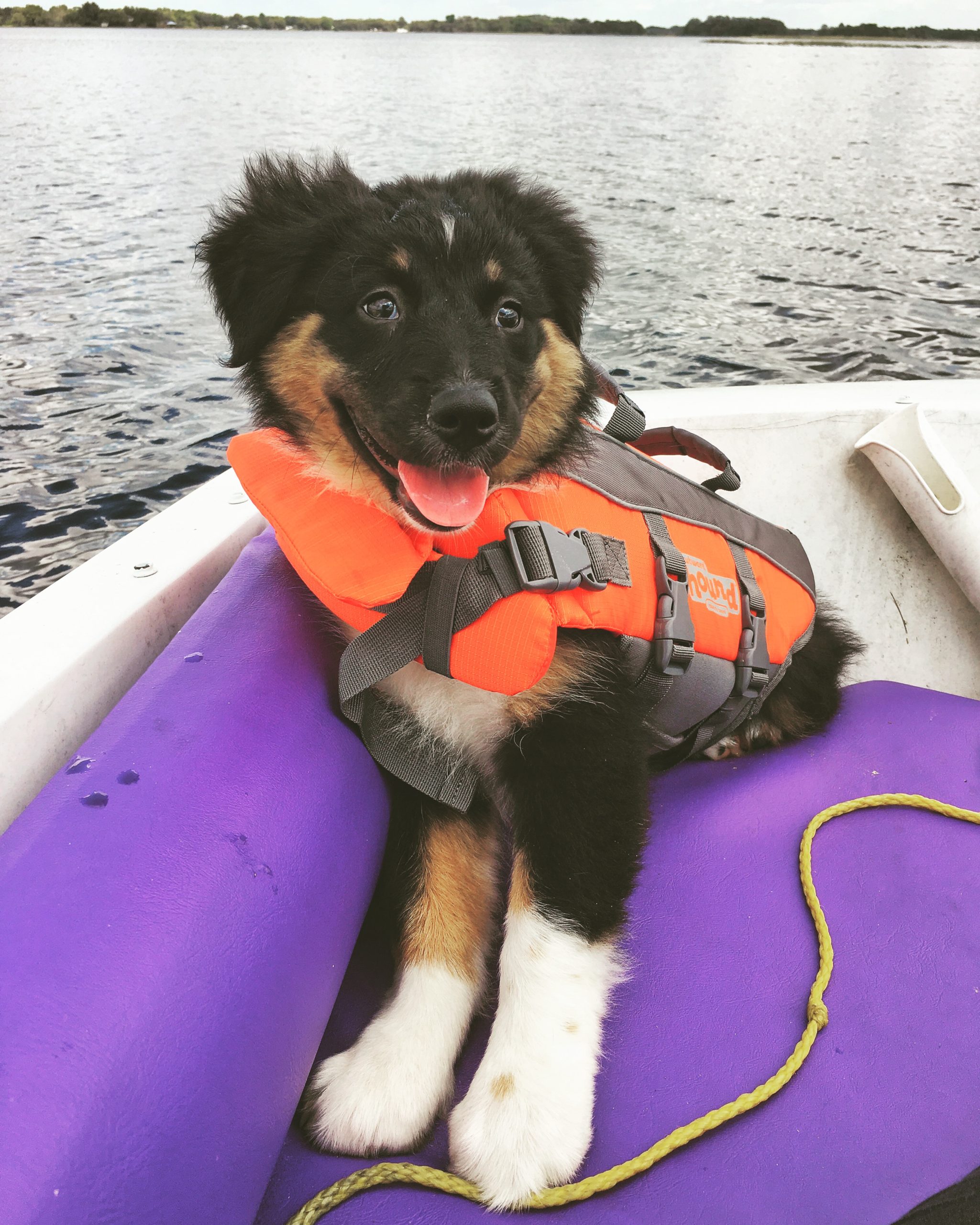 puppy sitting on boat with life jacket on jessica shaw photography