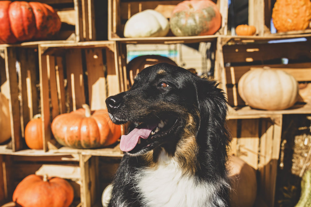 Lily the australian shepherd at the pumpkin patch gallaghers pumpkins jessica shaw photography
