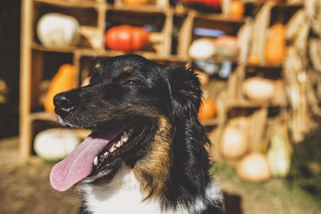 Lily the australian shepherd at the pumpkin patch gallaghers pumpkins jessica shaw photography